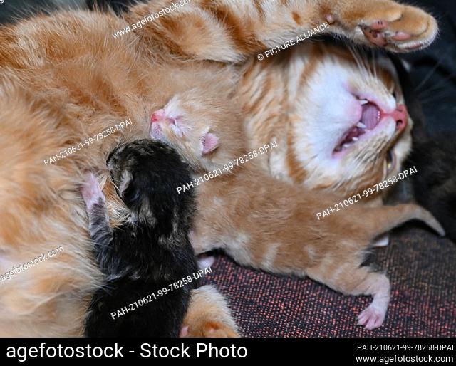 21 June 2021, Brandenburg, Sieversdorf: Two kittens a few hours old are lying with their mother. Last night this cat gave birth to three little kittens