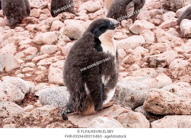 Adelie Penguin (Pygoscelis adeliae) chick, moulting downy feathers, standing in rookery, Paulet Island, Antarctic Peninsula, Antarctica, January