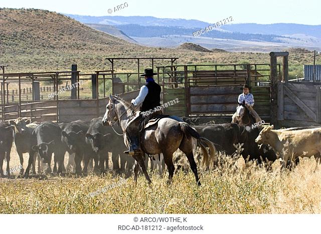 Man and woman in western outfit, with herd of cattle, Ponderosa Ranch, Oregon, USA, cowboy, cowgirl, wild west