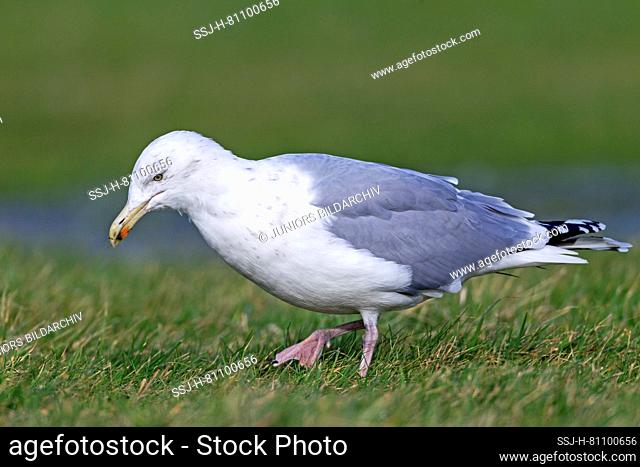 European Herring Gull (Larus argentatus) trampling the soil, most likely to trick worms to crawl closer to the surface of the soil. Germany
