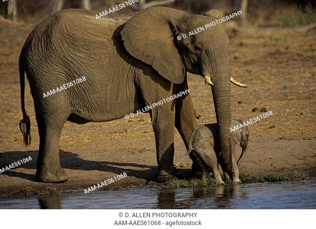African Elephant with Baby at Waterhole (Loxodanta africana) Hwange, Zimbabwe