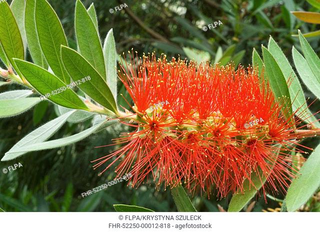 Crimson Bottlebrush Callistemon citrinus 'Splendens', flowering in conservatory