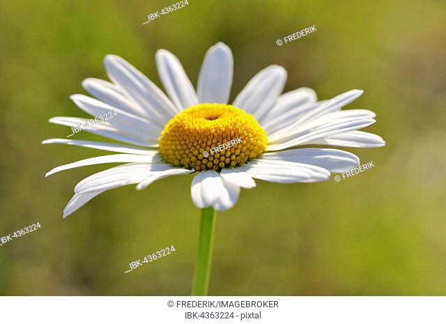 Ox-eye daisy (Leucanthemum vulgare), also oxeye daisy, flower, North Rhine-Westphalia, Germany