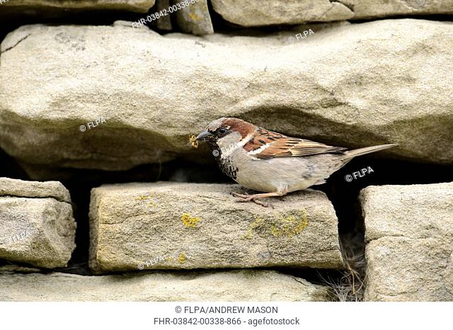 House Sparrow (Passer domesticus) adult male, with fly in beak, at nest entrance in stone building, Shetland Islands, Scotland, July