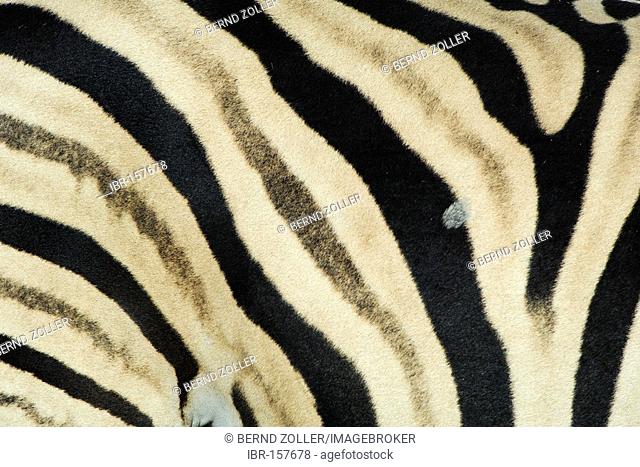 Burchells Zebra (Equus burchelli) Fur pattern