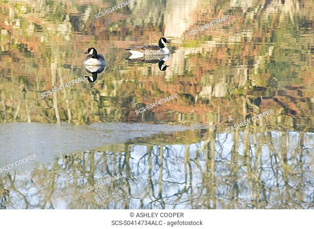 Canada Geese reflected in the river Brathay near Ambleisde UK