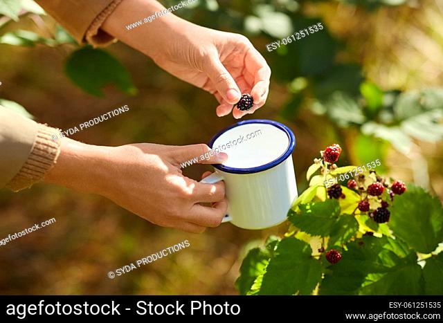 hands with mug picking blackberries in garden