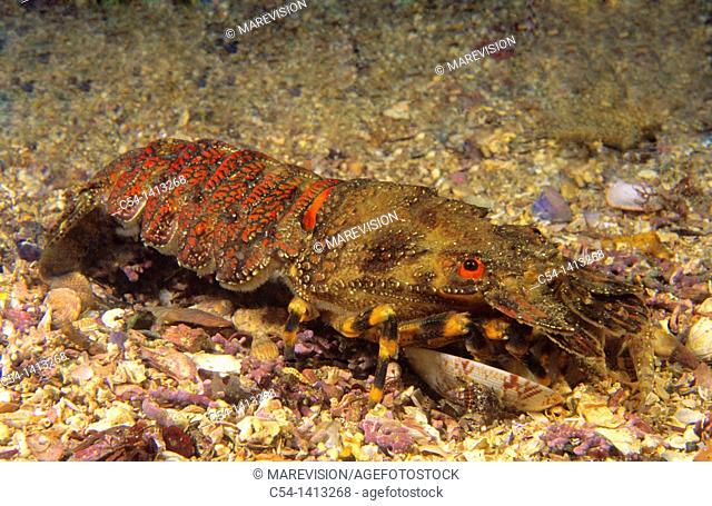 Little cape town lobster (Scyllarus arctus) devouring a Venus Clam (Venerupis rhomboideus), Eastern Atlantic, Galicia, Spain