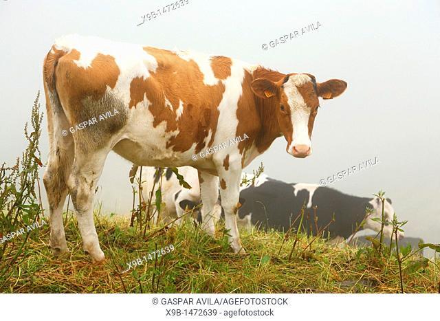 Calves grazing in a pasture at the Azores islands, Portugal, in foggy weather