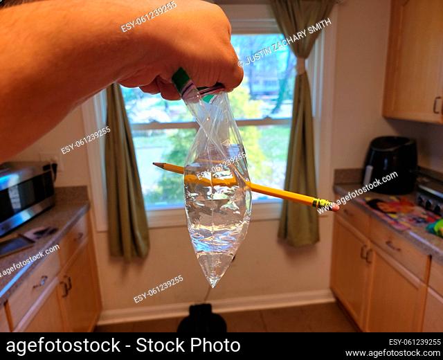 hand holding plastic bag with water and pencil poking through