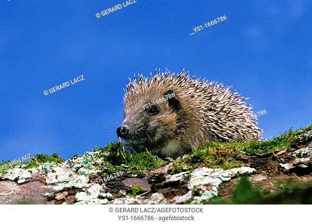 European Hedgehog, erinaceus europaeus, Adult against Blue Sky, Normandy