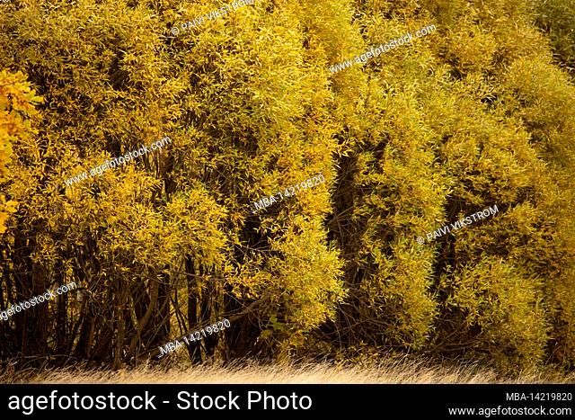 Salix fragilis Bullata, deciduous trees in autumn, Finland