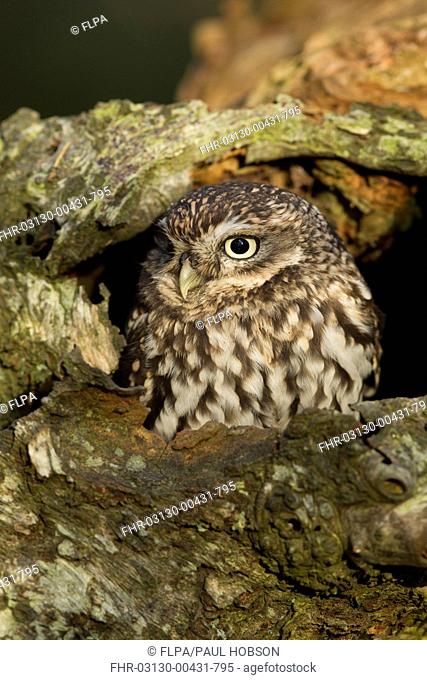 Little Owl Athene noctua adult, at hole in birch tree, North Yorkshire, England, november captive