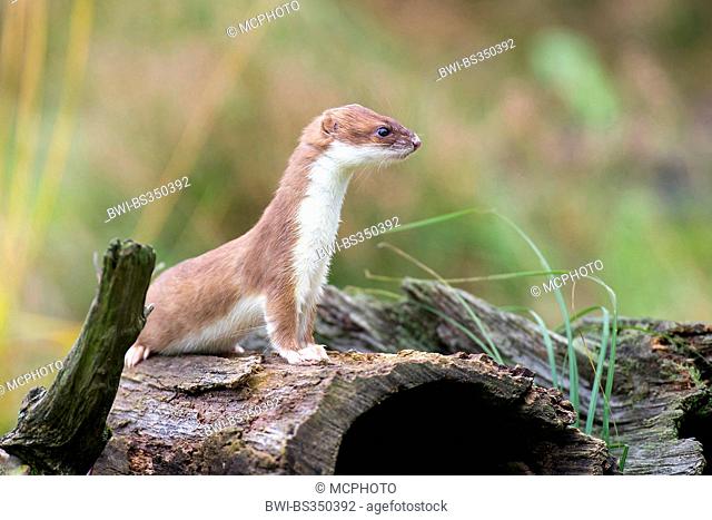 Ermine, Stoat, Short-tailed weasel (Mustela erminea), on deadwood, Germany, Lower Saxony
