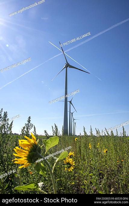 30 July 2020, Saxony-Anhalt, Hamersleben: Windmills stand in a field of sunflowers. Photo: Stephan Schulz/dpa-Zentralbild/ZB
