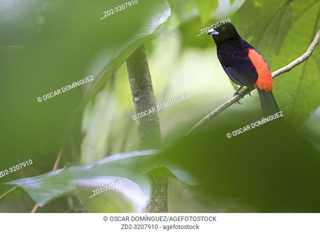 Scarlet-rumped Tanager (Ramphocelus passerinii) male perched on branch. Heredia province. Costa Rica