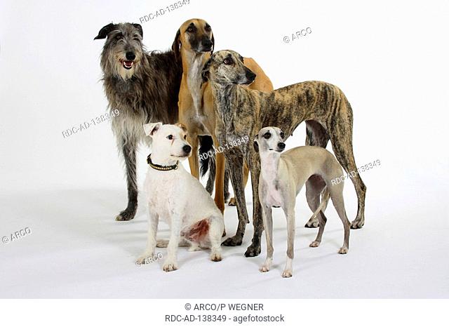 Sloughis Scottish Deerhound Whippet nad Parson Russell Terrier