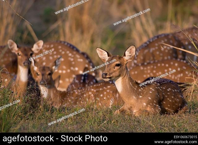 Chital deer also called Spotted Deer in Kanha National Park of India