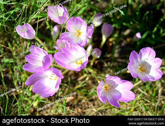 16 September 2020, Brandenburg, Golßen: Autumn crocus blossom near the Kanow Mill Sagritz. The bulbous flower is one of the most poisonous native plants and was...