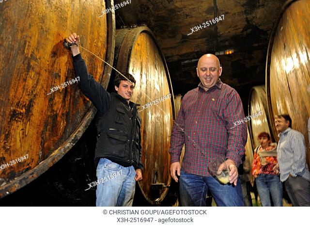 â. œtxotx tasteâ. . drinking cider straight from de huge wood barrel, Petritegi Cider House, village of Astigarraga, province of Gipuzkoa, Basque Country, Spain