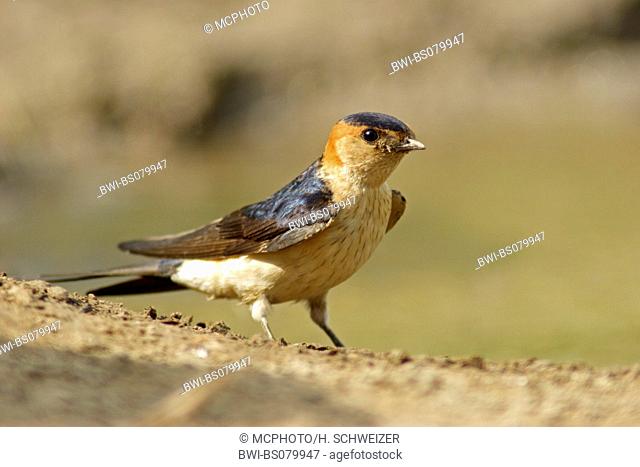 red-rumped swallow (Hirundo daurica), sitting on ground
