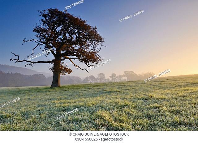 An oak tree stands in frosty farmland at dawn  Wrington, North Somerset, England, United Kingdom