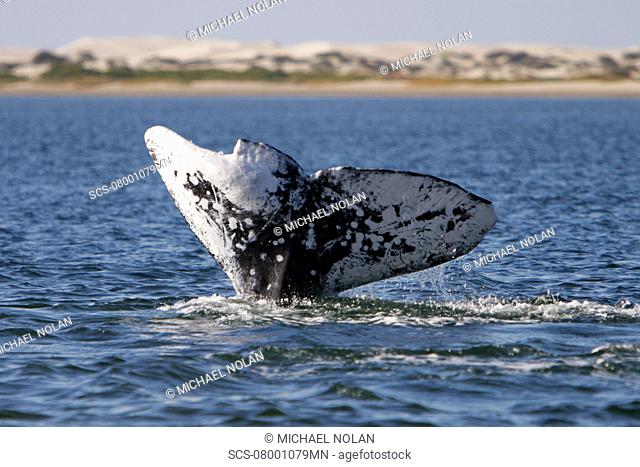 Adult California Gray Whale Eschrichtius robustus fluke-up dive - note extreme scarring and damage to right fluke - in Bahia Magdalena on the Pacific side of...