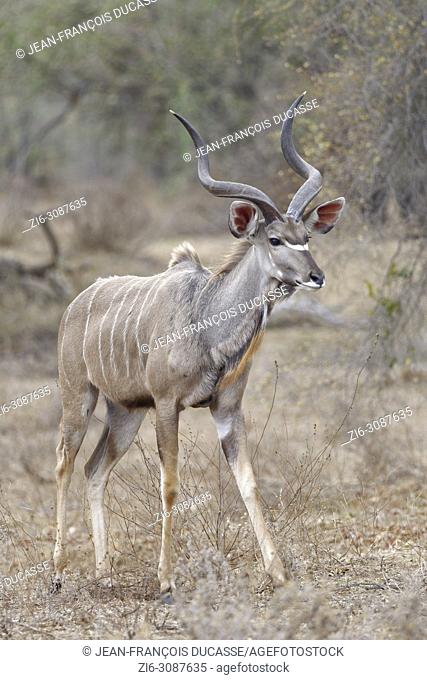Greater kudu (Tragelaphus strepsiceros), adult male walking, Kruger National Park, South Africa, Africa