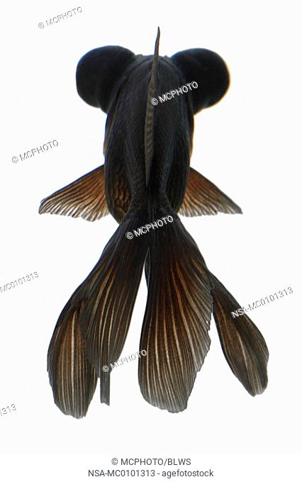 Carassius auratus, chinese moor telescope goldfish, common carp, black moor, broadtail moor, globe eye, demekin