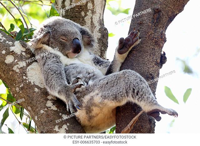 Koala relaxing in a tree, Queensland, Australia