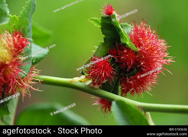 Mossyrose gall wasp ( Diplolepis rosae) , rose gall, rose apple, sleep apple