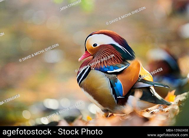 Mandarin duck (Aix galericulata), drake, shore, sideways, sitting