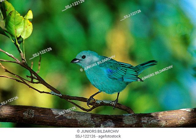 blue-gray tanager - standing on twig / Thraupis episcopus