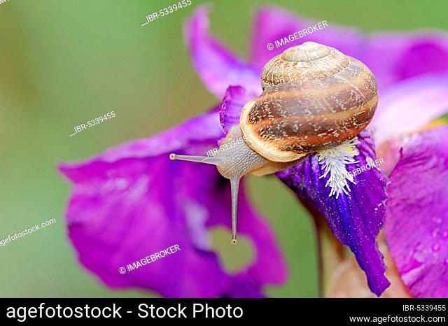 Cornu aspersum (Cornu aspersum) on iris, Provence, southern France (Cryptomphalus aspersus) (Helix aspersa)