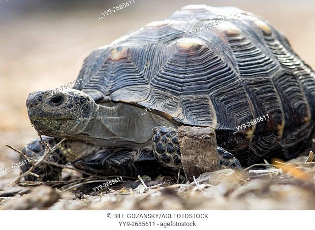 Texas Tortoise (Gopherus berlandieri) - Camp Lula Sams - Brownsville, Texas USA