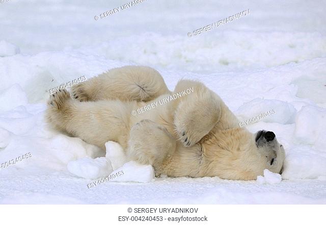 Rest of a polar bear