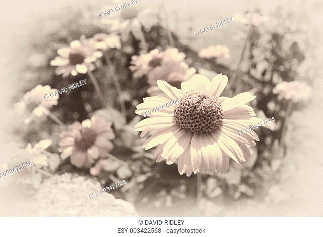 old fashioned faded sepia background of daisies
