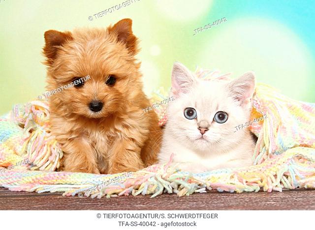 British Shorthair Kitten and Yorkshire Terrier Puppy, Stock Photo, Picture  And Rights Managed Image. Pic. TFA-SS-40042 | agefotostock