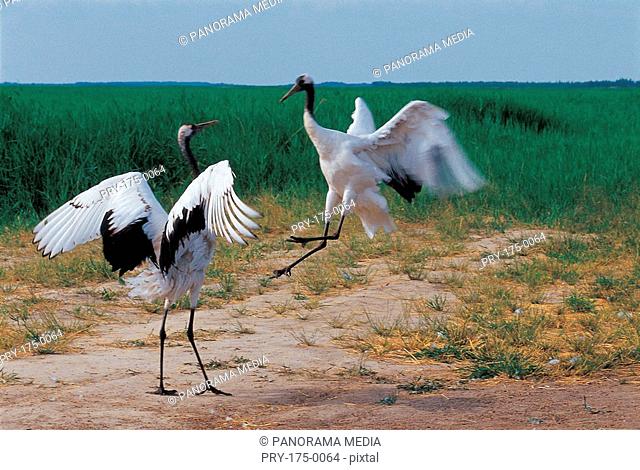 Two red -crowned cranes playing on ground