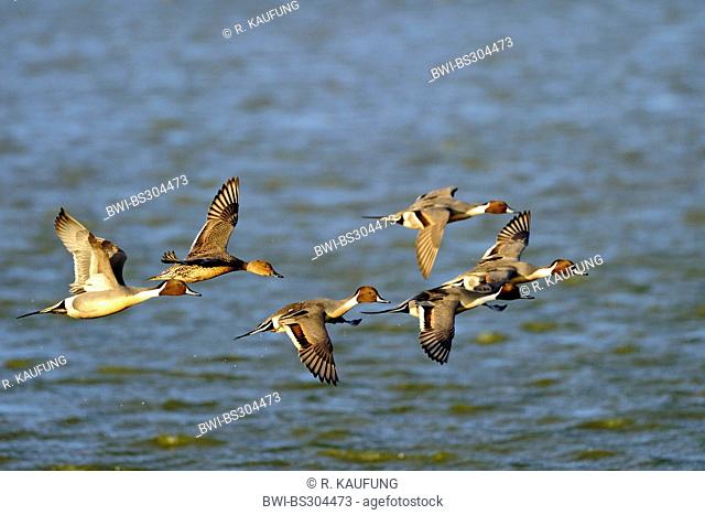 northern pintail (Anas acuta), flying above water, Netherlands, Texel