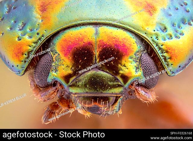 Rosemary beetle