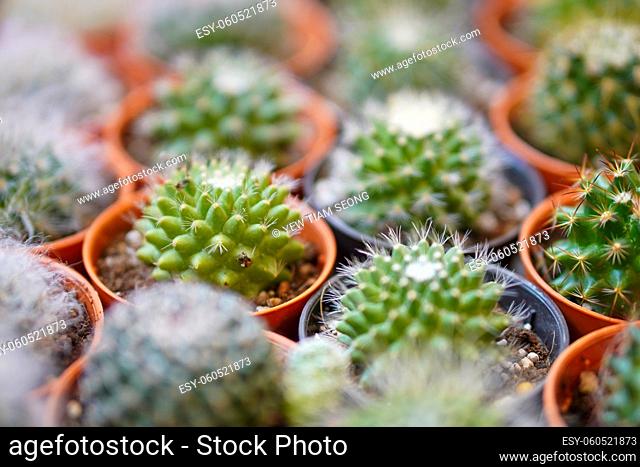 Close up small cactus plant in pot in a row