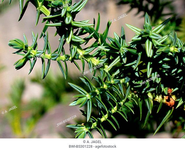 Syrian juniper (Juniperus drupacea, Arceuthos drupacea), branches