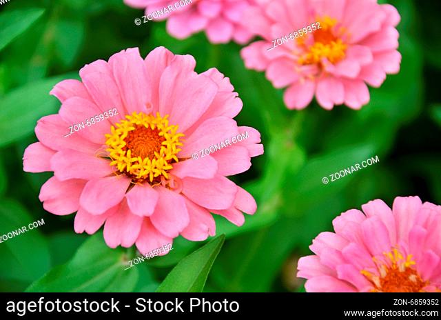 Blossom pink chrysanthemum flowers in the garden