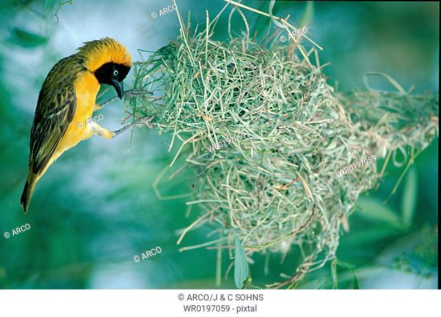 Lesser, Masked, Weaver, male, building, nest, Kruger, national, park, South-Africa, Ploceus, intermedius