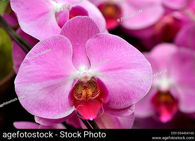 Beautiful purple orchid - phalaenopsis. Bouquet of flowers orchids