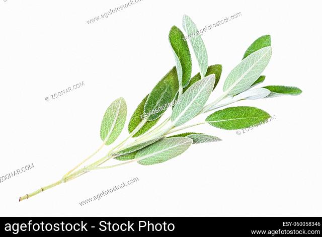 green twig of sage (salvia officinalis) plant isolated on white background