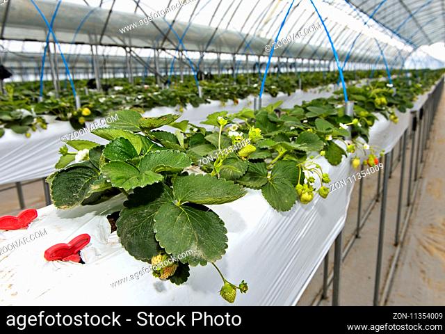 Hors-Sol-Anbau von Erdbeeren im Gewächshaus, Everyday Farm LLC, Songino Khairkhan, Mongolei / Strawberry production in soil-free substrates in a greenhouse