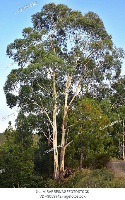 Blue gum (Eucalyptus globulus) is a tree native to Australia but widely cultivated in many countries for its wood. This photo was taken in Rabos d'Emporda
