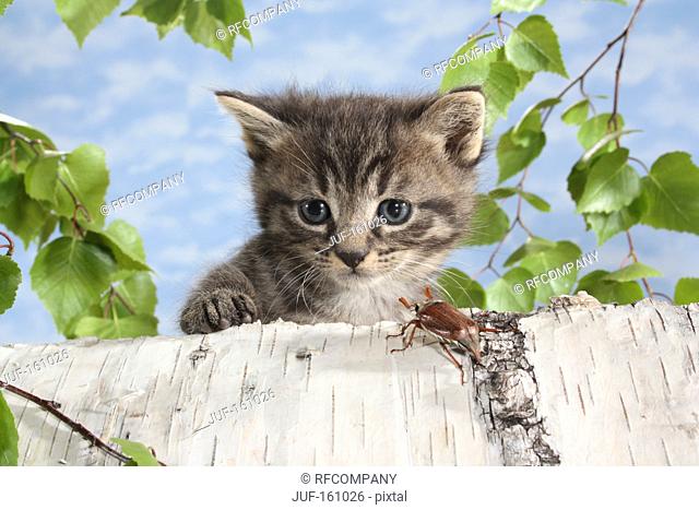 tabby kitten - observing a common cockchafer